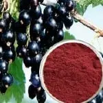 Black Currant Extract